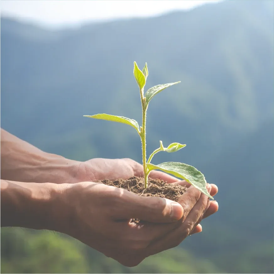 Hands holding soil with a green seedling
